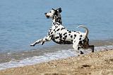 DALMATIEN 181